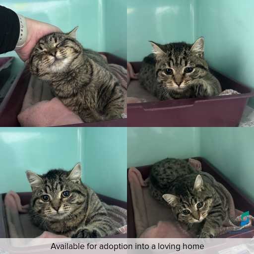 Photo of cat with ID of : C260431.