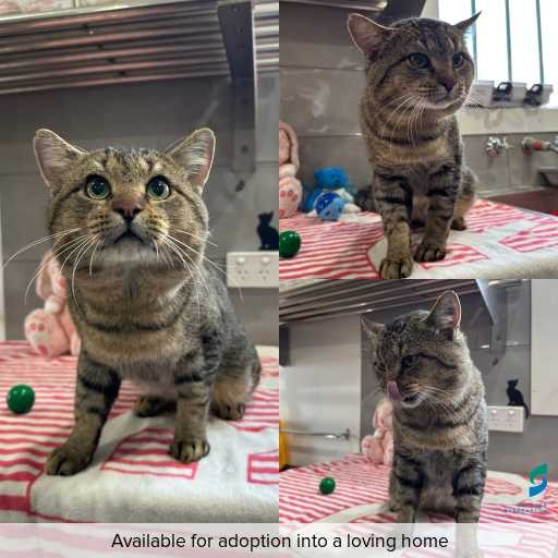 Photo of cat with ID of : C260452.