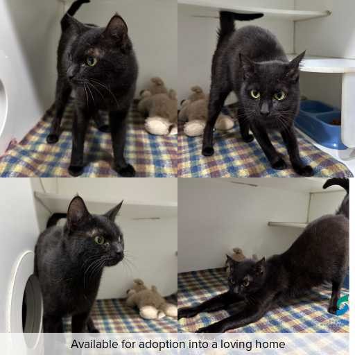 Photo of cat with ID of : C260458.