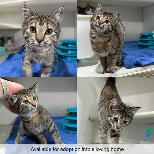 Photo of cat with ID of : C260497.