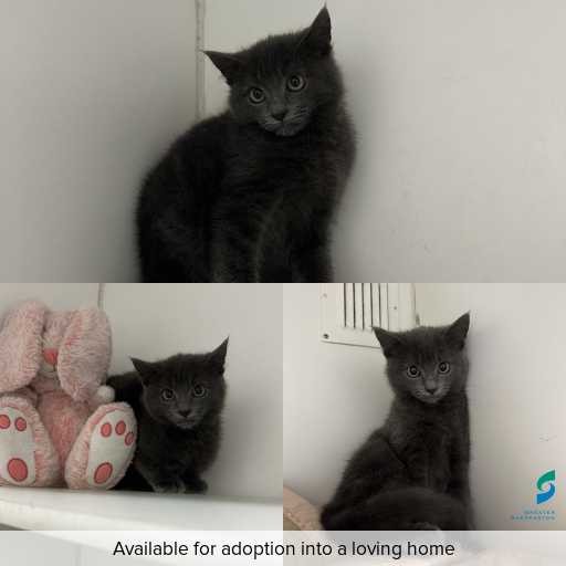 Photo of cat with ID of : C260566.