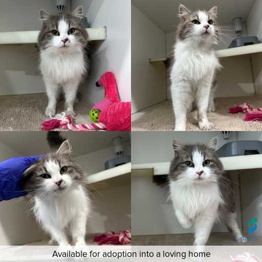 Photo of cat with ID of : C260802.