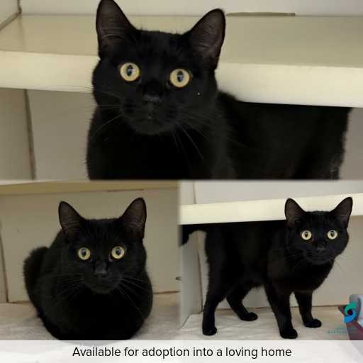 Photo of cat with ID of : C260827.