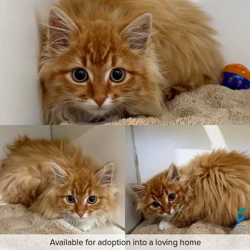 Photo of cat with ID of : C260828.