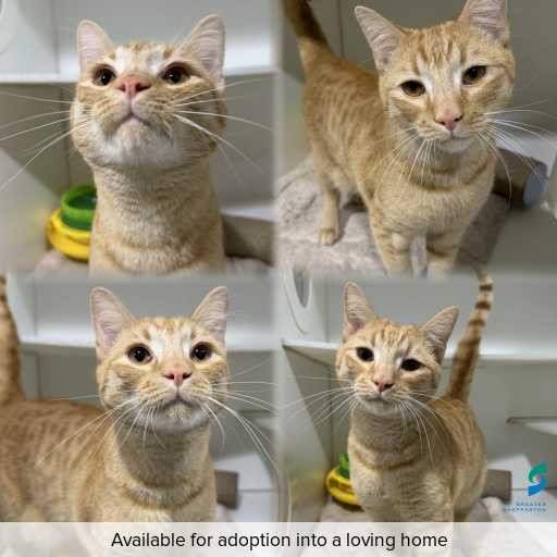 Photo of cat with ID of : C260861.
