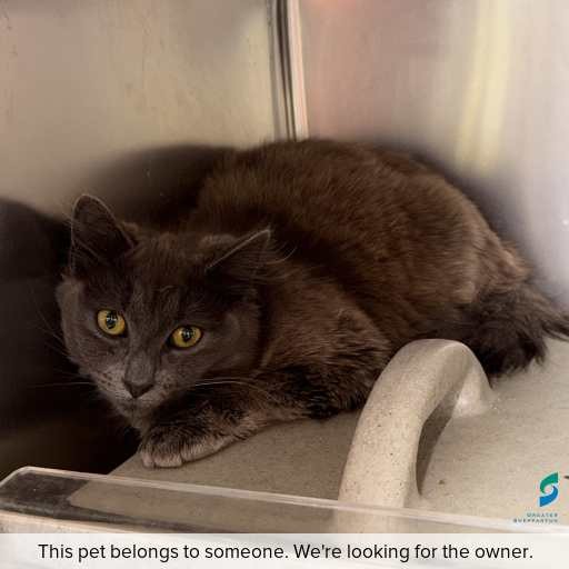 Photo of cat with ID of : C260917.