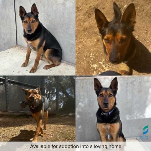 Photo of dog with ID of : D250518.