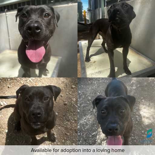 Photo of dog with ID of : D250548.