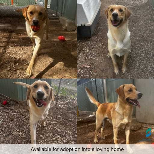 Photo of dog with ID of : D250549.