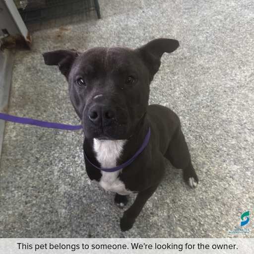 Photo of dog with ID of : D250616.