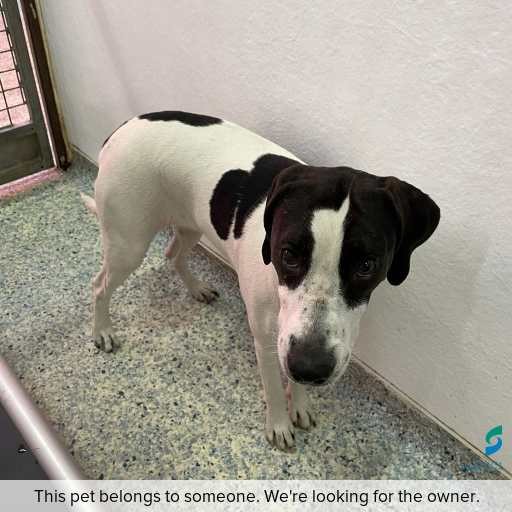 Photo of dog with ID of : D260084.