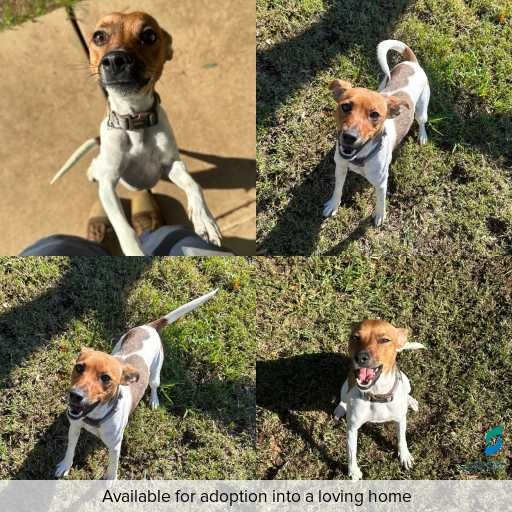 Photo of dog with ID of : D260262.