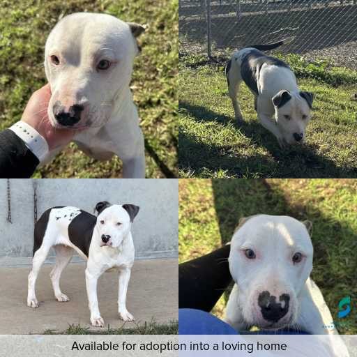 Photo of dog with ID of : D260264.
