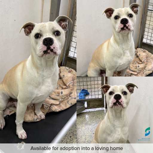 Photo of dog with ID of : D260289.