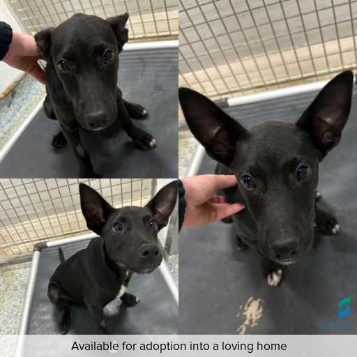 Photo of dog with ID of : D260164.