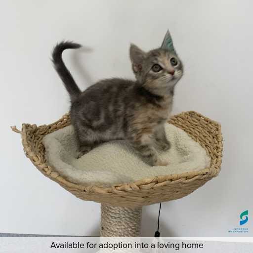 Photo of cat with ID of : C251172.