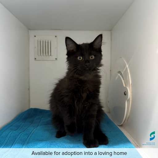 ID: C250344 Photo of this cat.