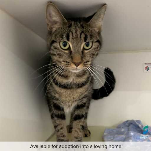 ID: C250224 Photo of this cat.