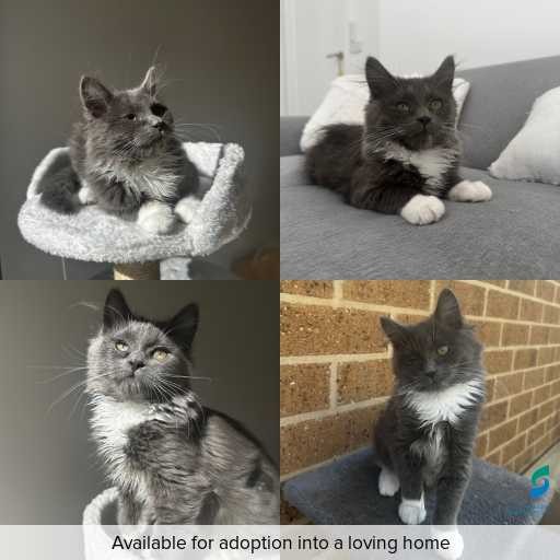 ID: C250237 Photo of this cat.