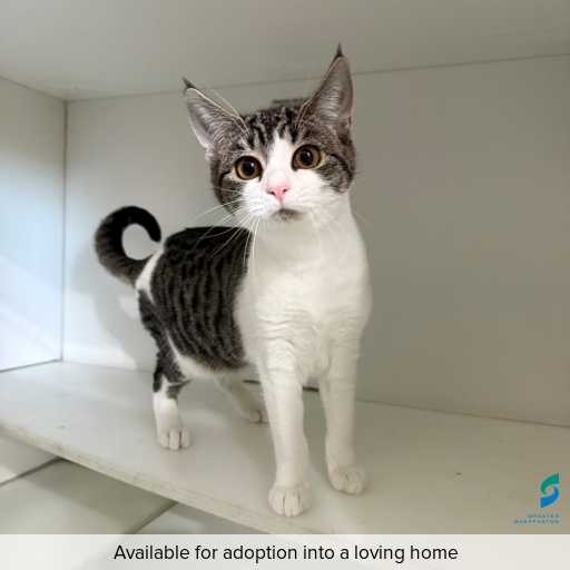 Photo of this cat.