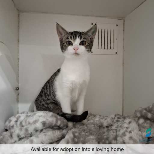 Photo of this cat.