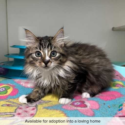 ID: C250272 Photo of this cat.