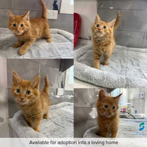 ID: C250285 Photo of this cat.