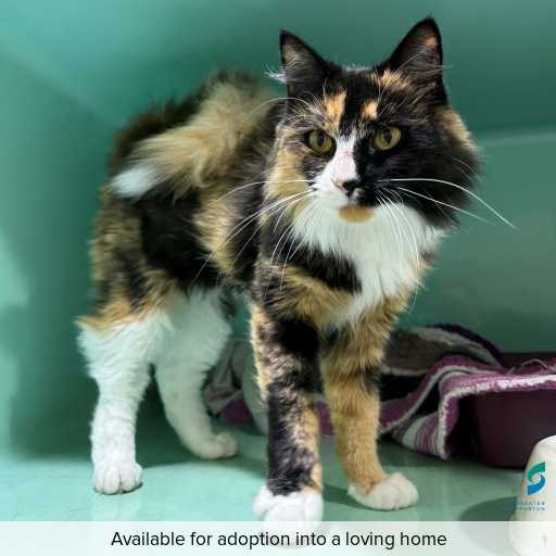 Photo of this cat.