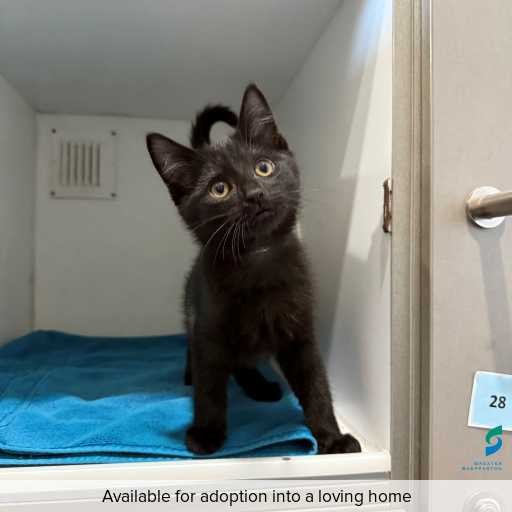 ID: C250342 Photo of this cat.