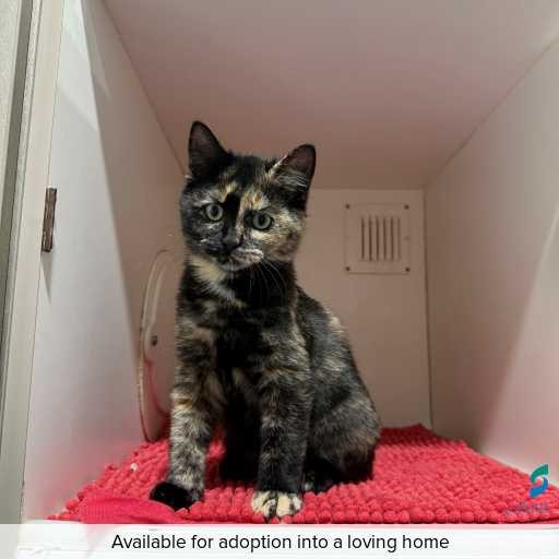 Photo of this cat.