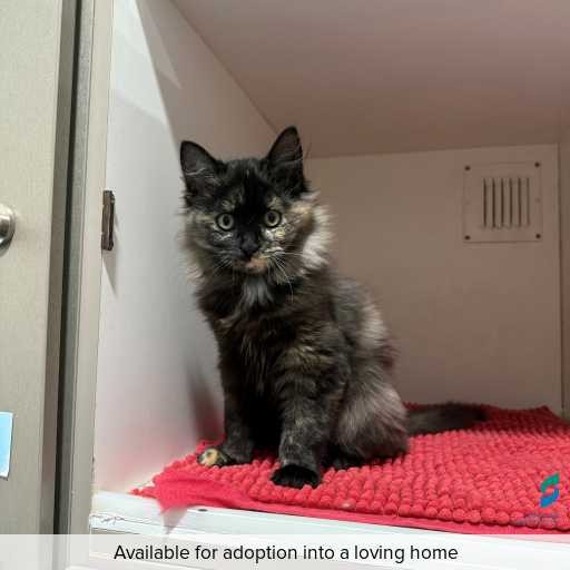 Photo of this cat.