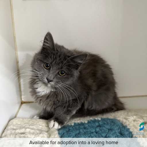 Photo of this cat.