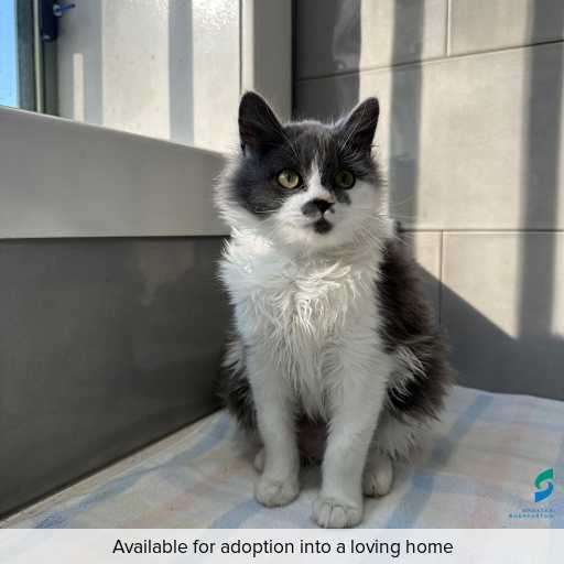 Photo of this cat.