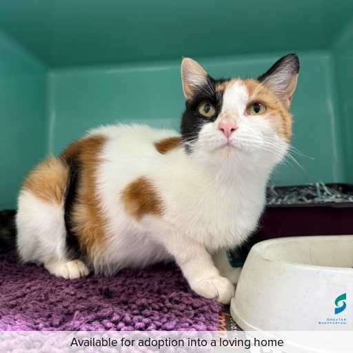 Photo of this cat.