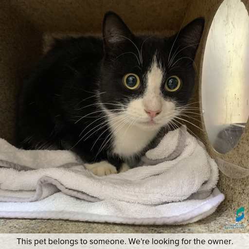 Photo of this cat.