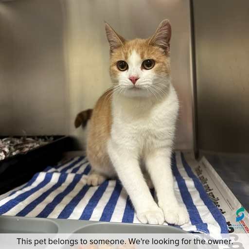Photo of this cat.