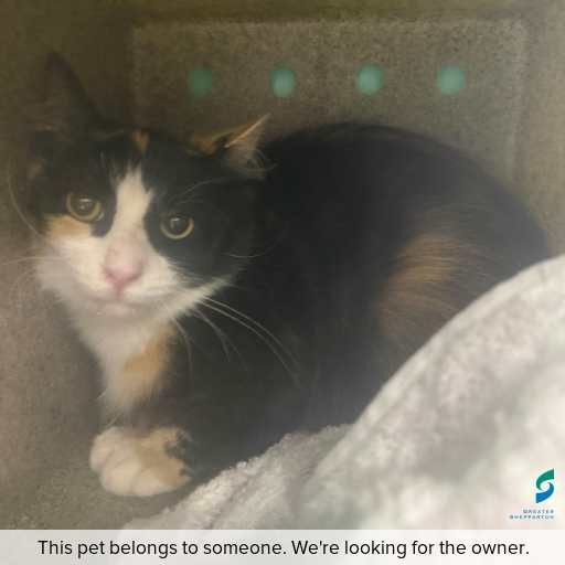 Photo of this cat.