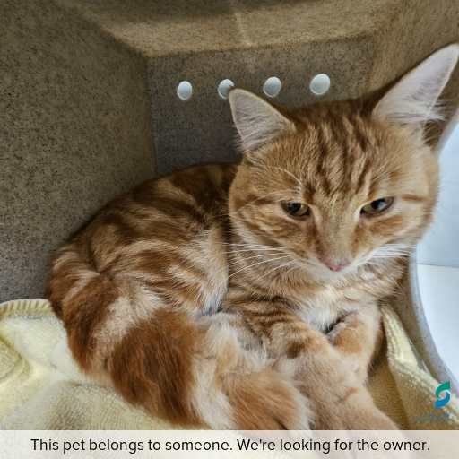 Photo of this cat.