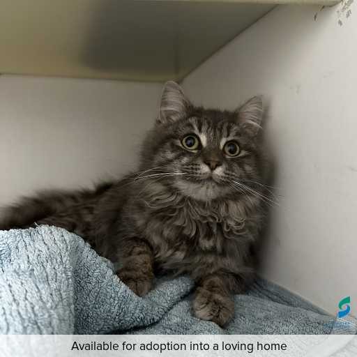 ID: C250499 Photo of this cat.