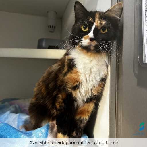 Photo of this cat.
