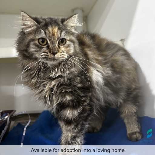 Photo of this cat.