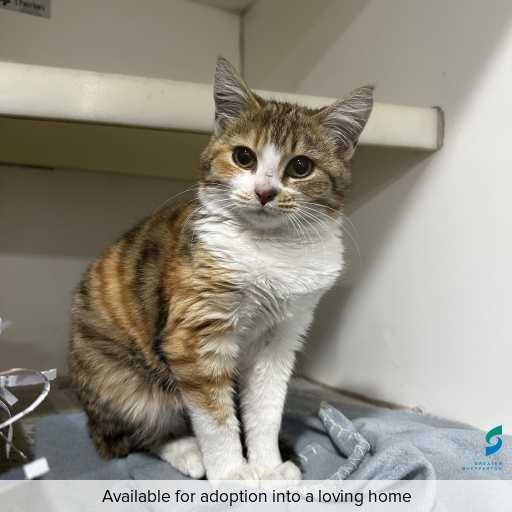 Photo of this cat.