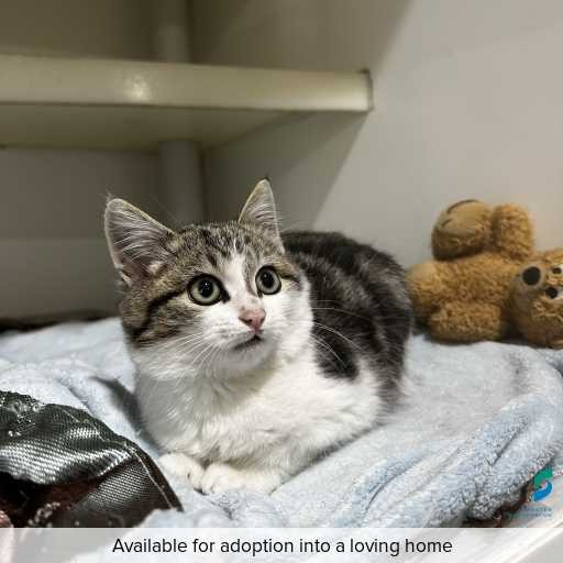 Photo of this cat.