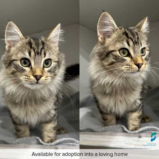 Photo of this cat.