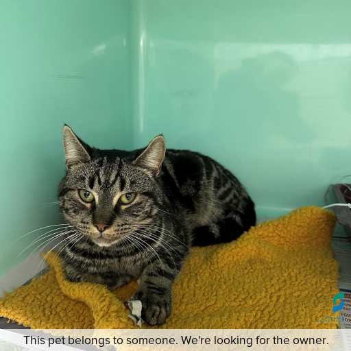 Photo of this cat.