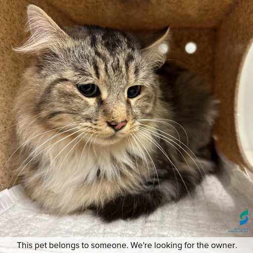 Photo of this cat.
