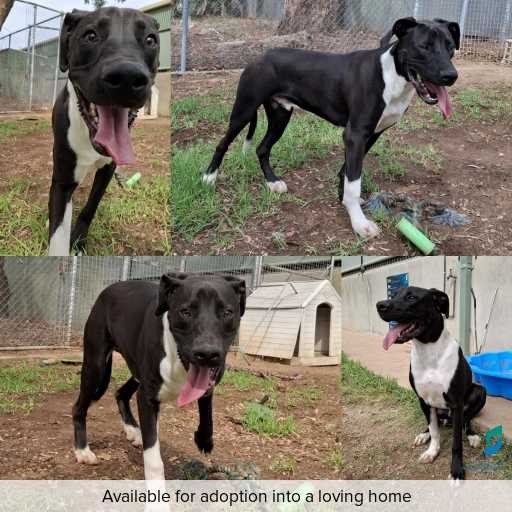 ID: D250133 Photo of this dog.