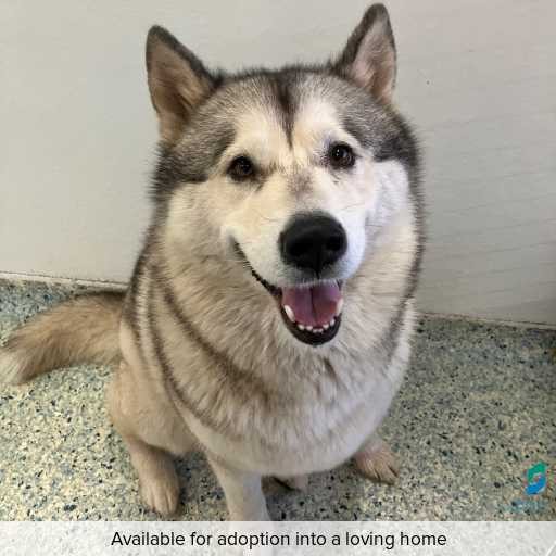 ID: D250176 Photo of this dog.