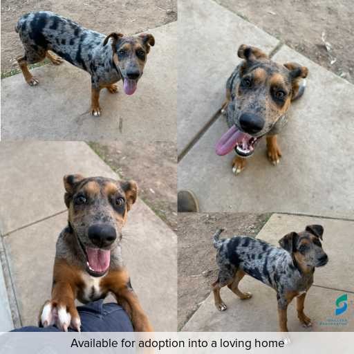 ID: D250197 Photo of this dog.