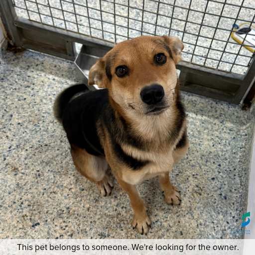 Photo of this dog.